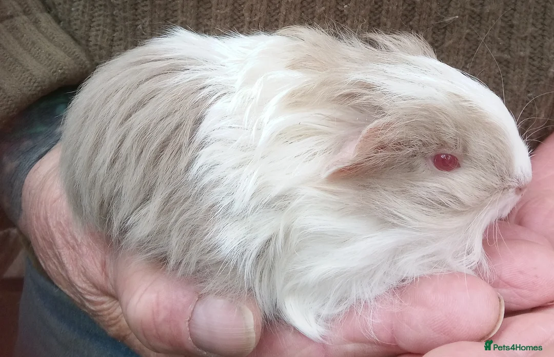 Guinea Pig rodents for sale: Long coated Sheltie  - Advert 6