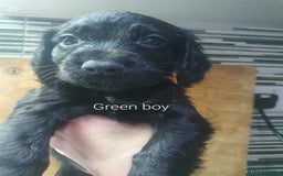 Cocker Spaniel dogs for sale: Cocker spaniel pups for sale! - Image 5