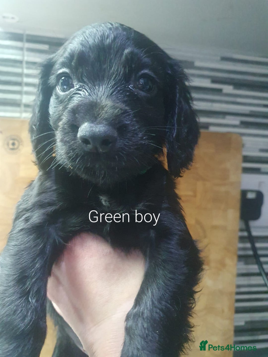 Cocker Spaniel dogs for sale: Cocker spaniel pups for sale! - Image 5