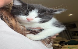 Mixed Breed cats for sale: Adorable Kittens Looking for Loving Homes  - Advert 3