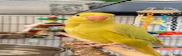 Ringnecks birds for sale: Baby ring neck  in London - Advert 7