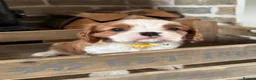 Cavalier King Charles Spaniel dogs for sale: Fully Health Tested Blenheim CKCS Puppies - Advert 9