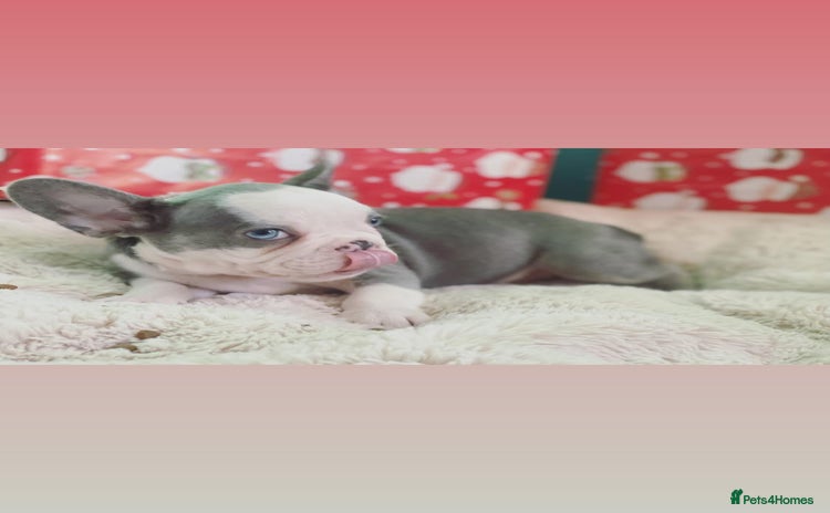 French Bulldog dogs 3 left! French bulldogs READY TO GO! - Advert 1