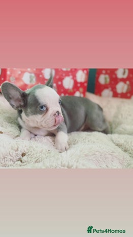 French Bulldog dogs 3 left! French bulldogs READY TO GO! - Advert 1