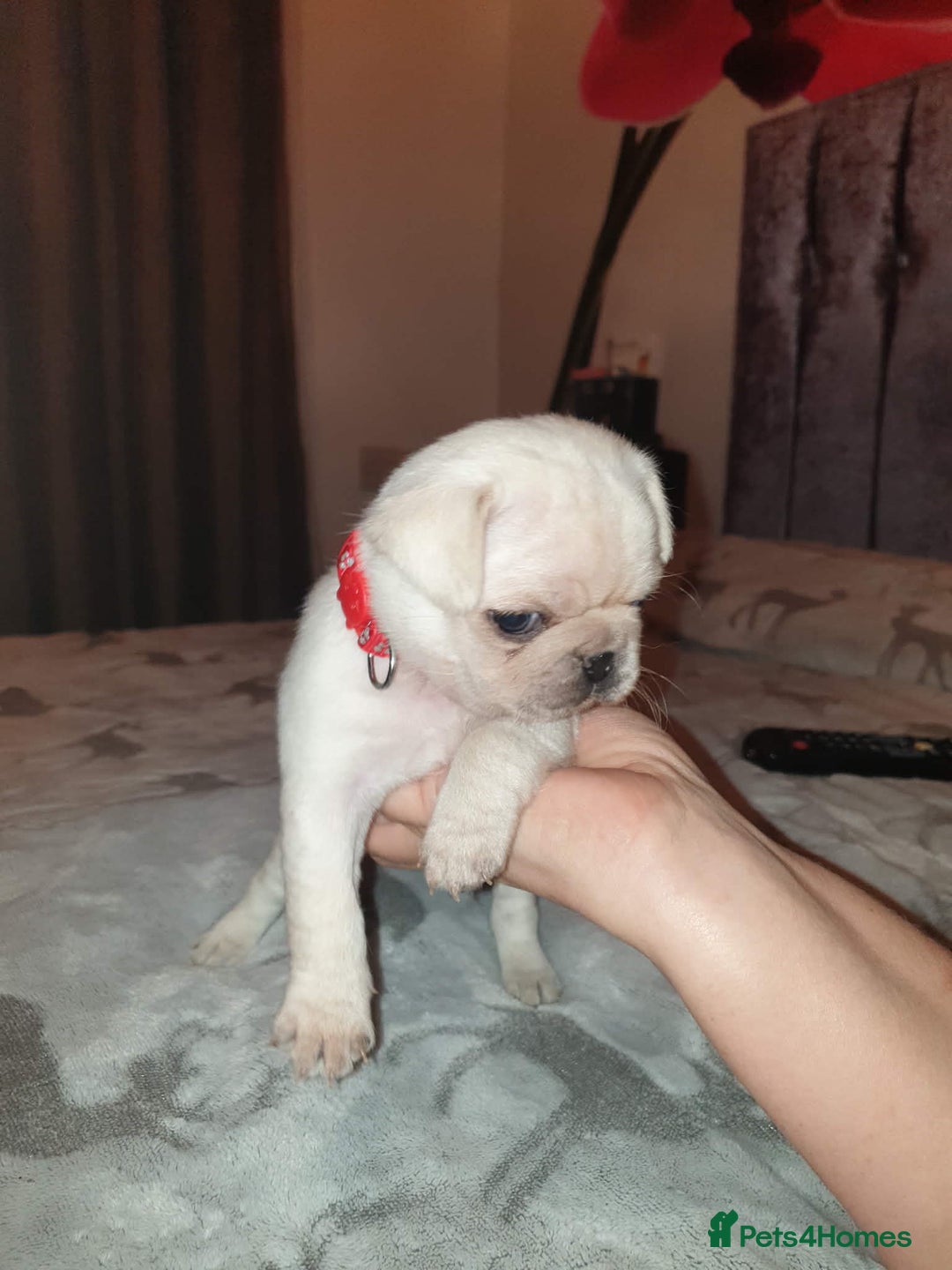 Pug dogs for sale: Pug puppies  - Advert 5