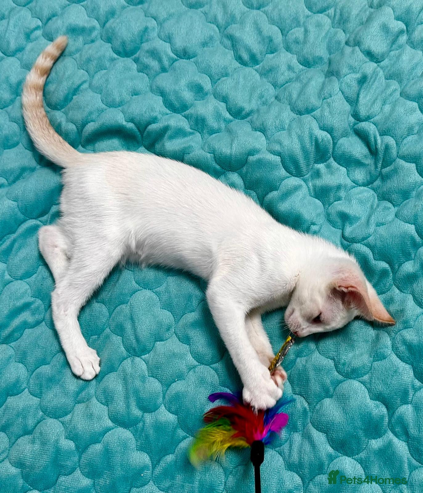 Cornish Rex cats Last Boy-Super Affectionate & Loving ♥️ - Advert 2
