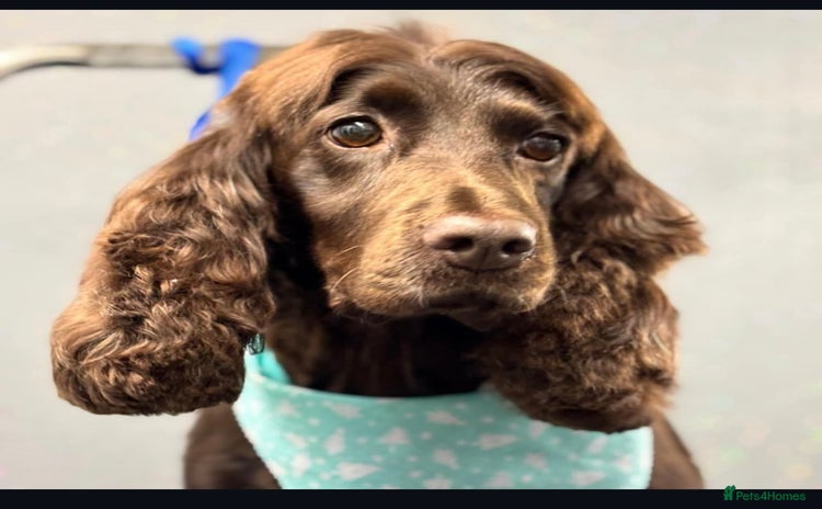 Cocker Spaniel dogs - Advert 1