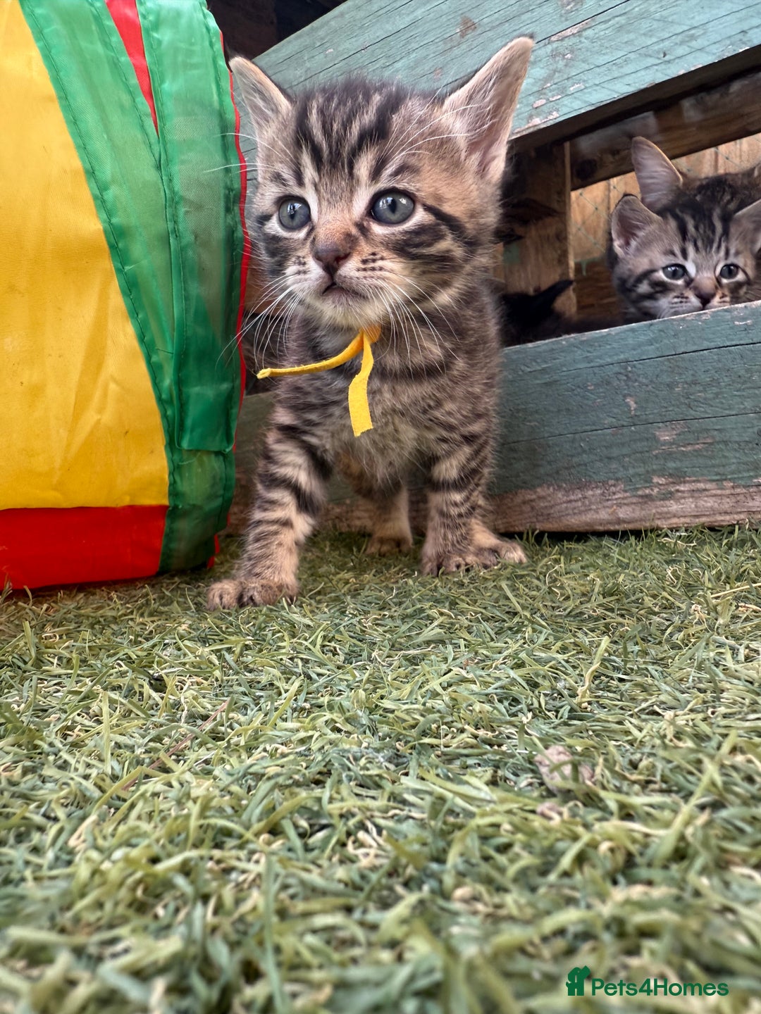 Siberian cats for sale: Siberian x kittens  - Image 12