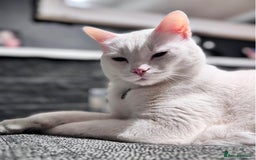 Mixed Breed cats for sale: White male cat rehome - Advert 3