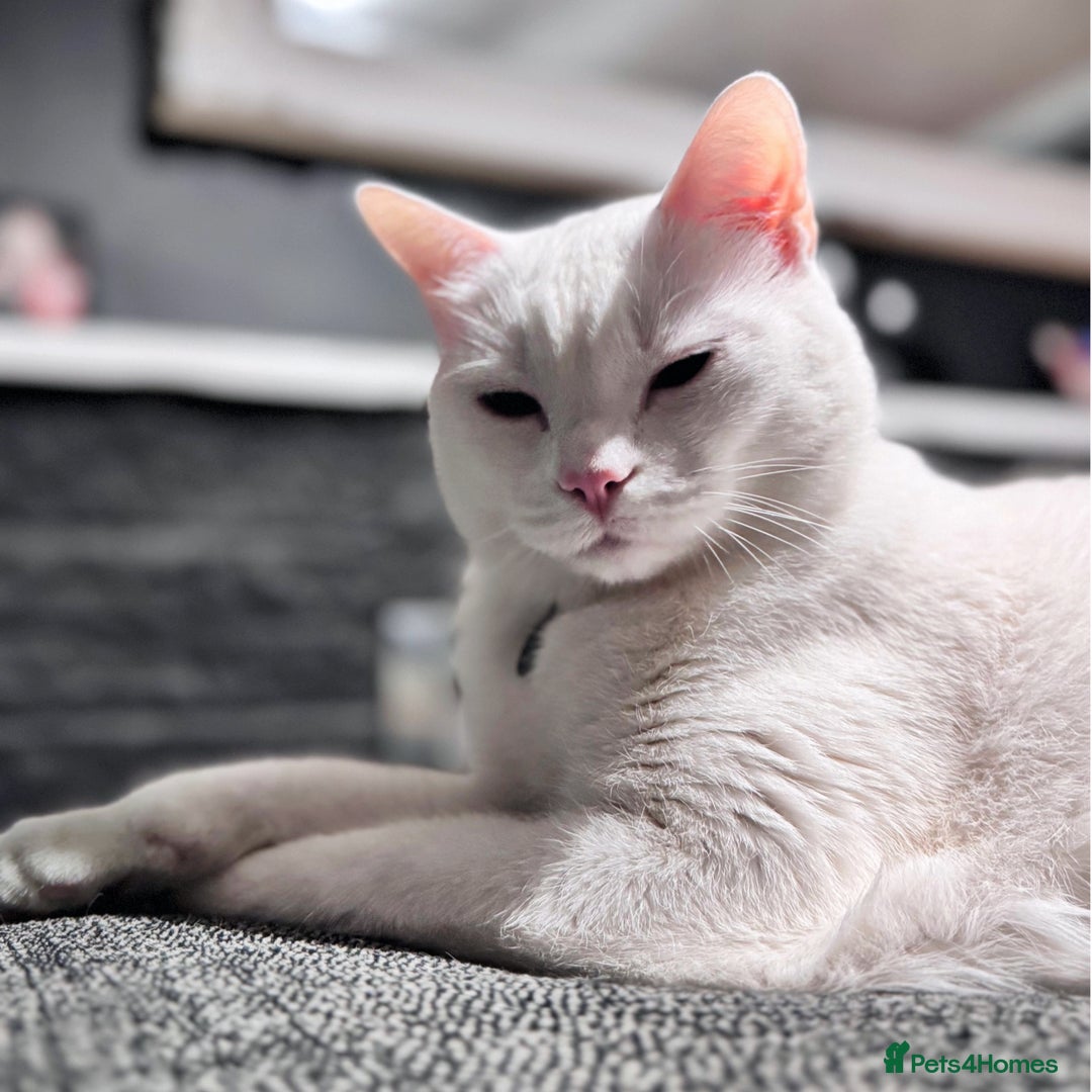 Mixed Breed cats for sale: White male cat rehome - Advert 3