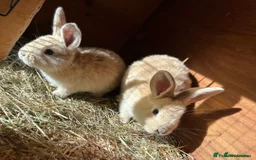 Mini Lop rabbits for sale: 2 baby giant mix rabbits - Image 8