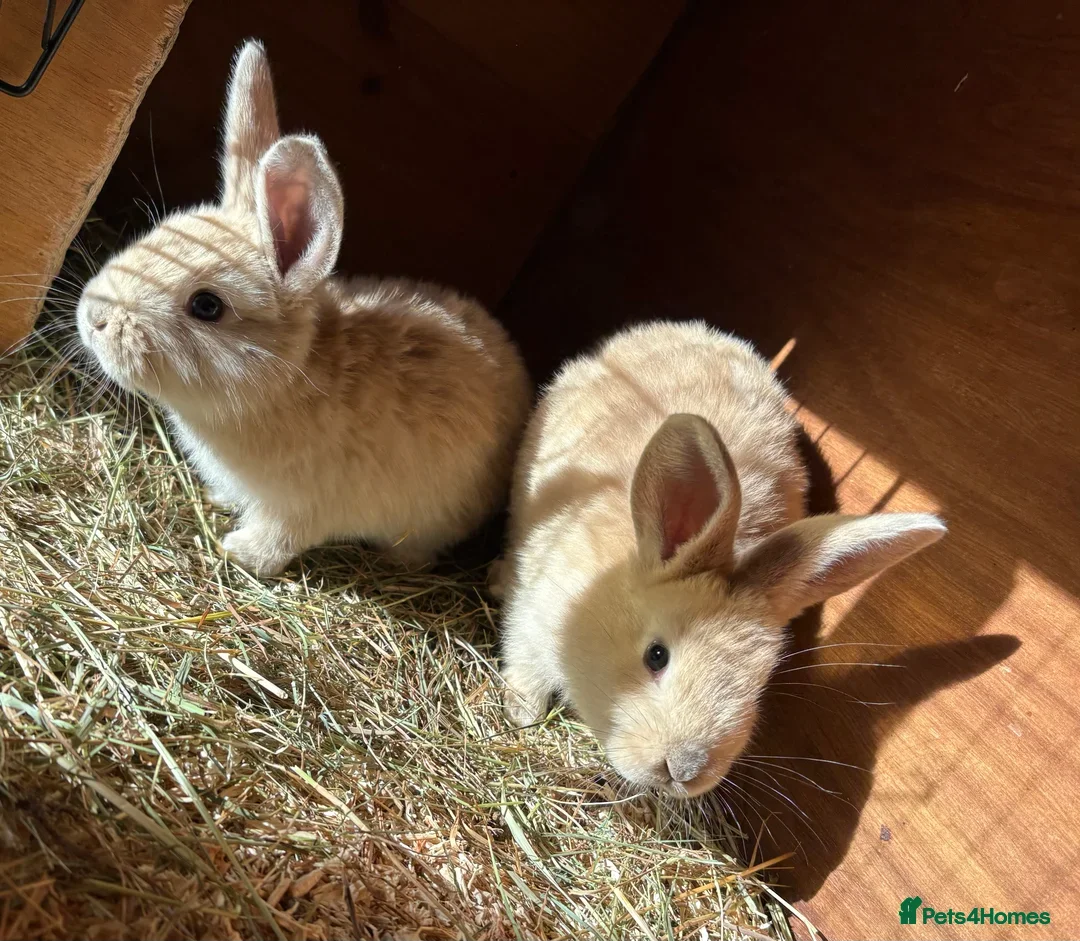 Mini Lop rabbits for sale: 2 baby giant mix rabbits - Image 8