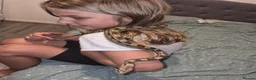 Tarantulas invertebrates for sale: List of Mix breed Tarantulas and a Boa  - Advert 9