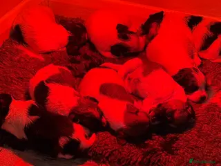 Jack Russell dogs Traditional Jack Russell - Advert 11