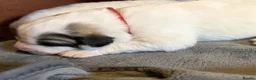Pyrenean Mountain Dog dogs for sale: Strong in Spirit, Beautiful by Nature in Ashford - Advert 5