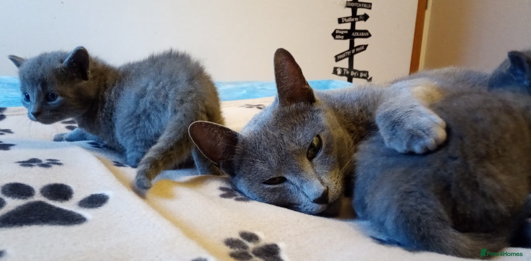 Russian Blue cats for sale: Russian Blue female kitten for sale - Advert 2