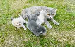 Scottish Fold cats for sale: Adorable Kittens Looking for Their Forever Homes🐾 - Image 28