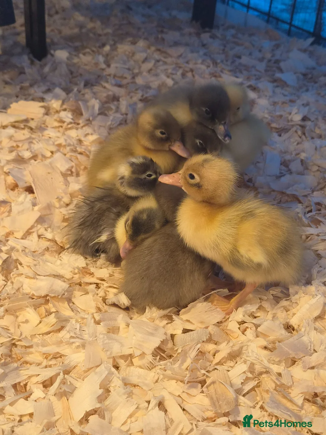 Ducks poultry for sale: Indian runner ducklings  - Advert 1