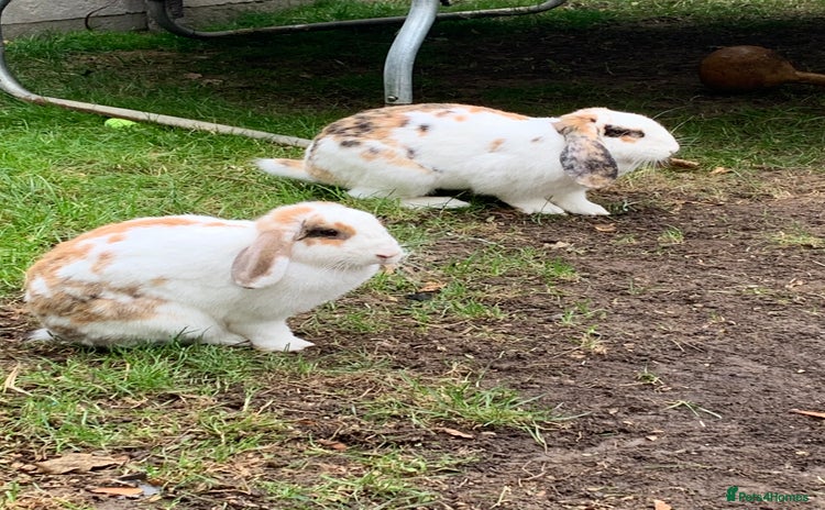 French Lop rabbits - Advert 1