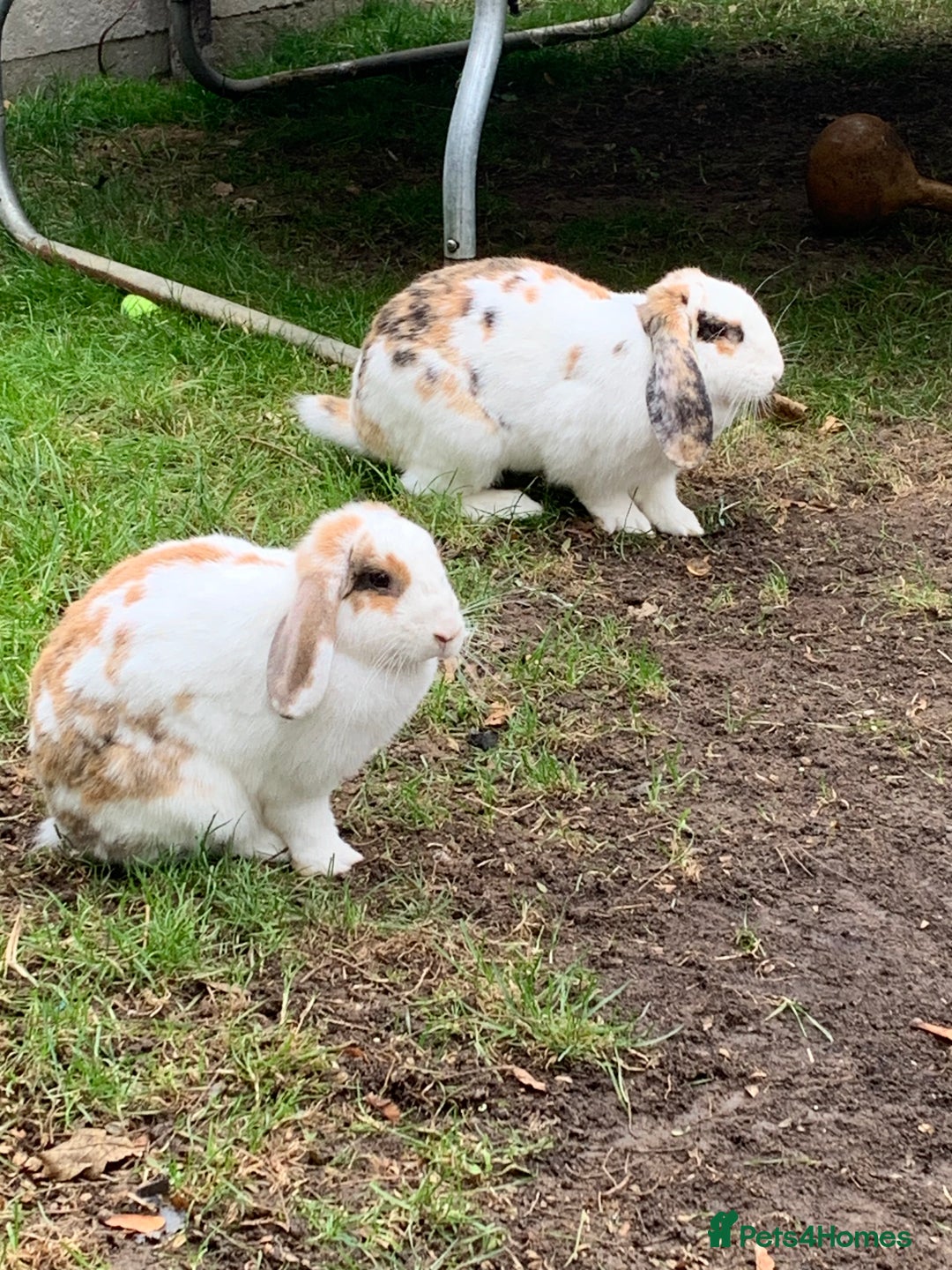 French Lop rabbits for sale: Female rabbit for sale - Image 1