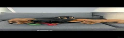 Miniature Dachshund dogs for sale: Miniature dachshund puppy’s🐾 - Advert 5
