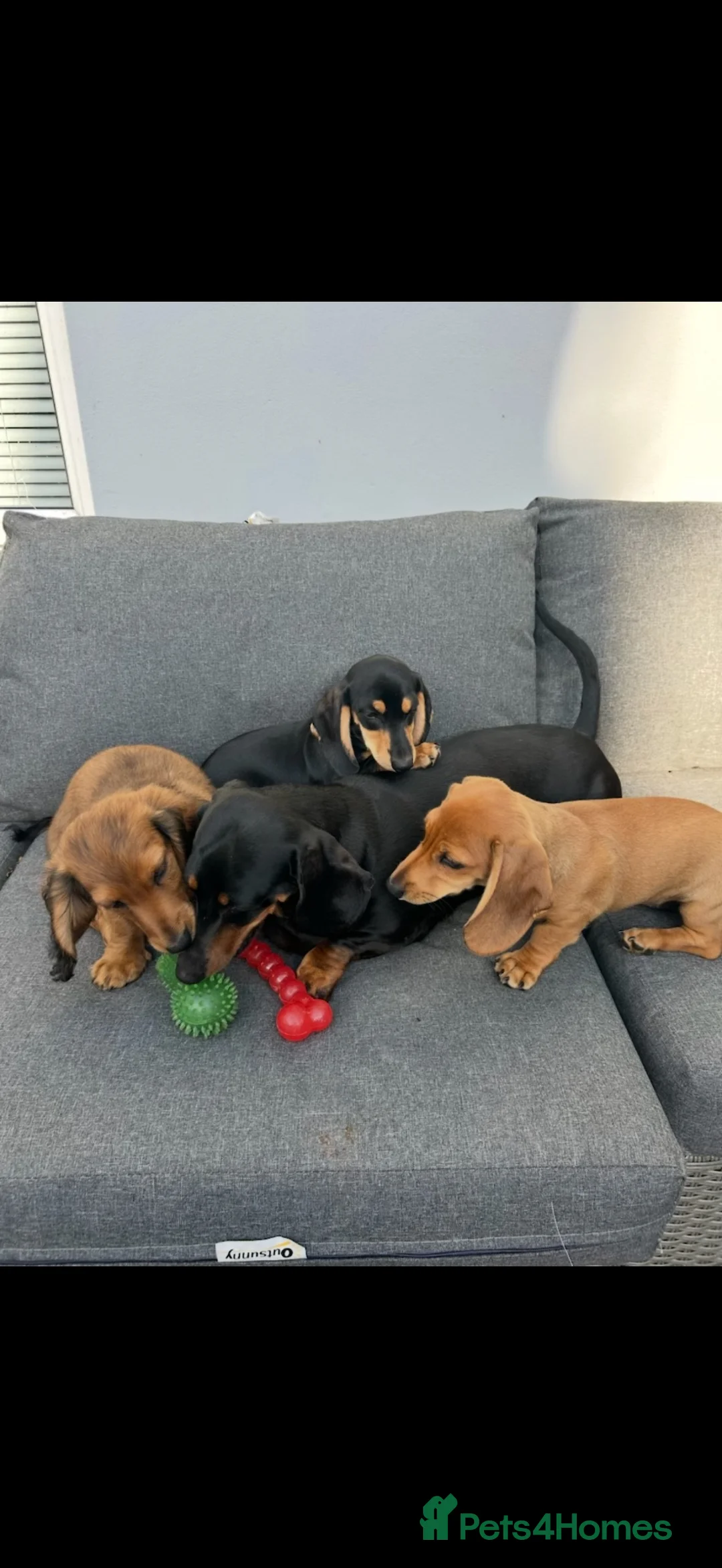 Miniature Dachshund dogs for sale: Miniature dachshund puppy’s🐾 - Advert 5