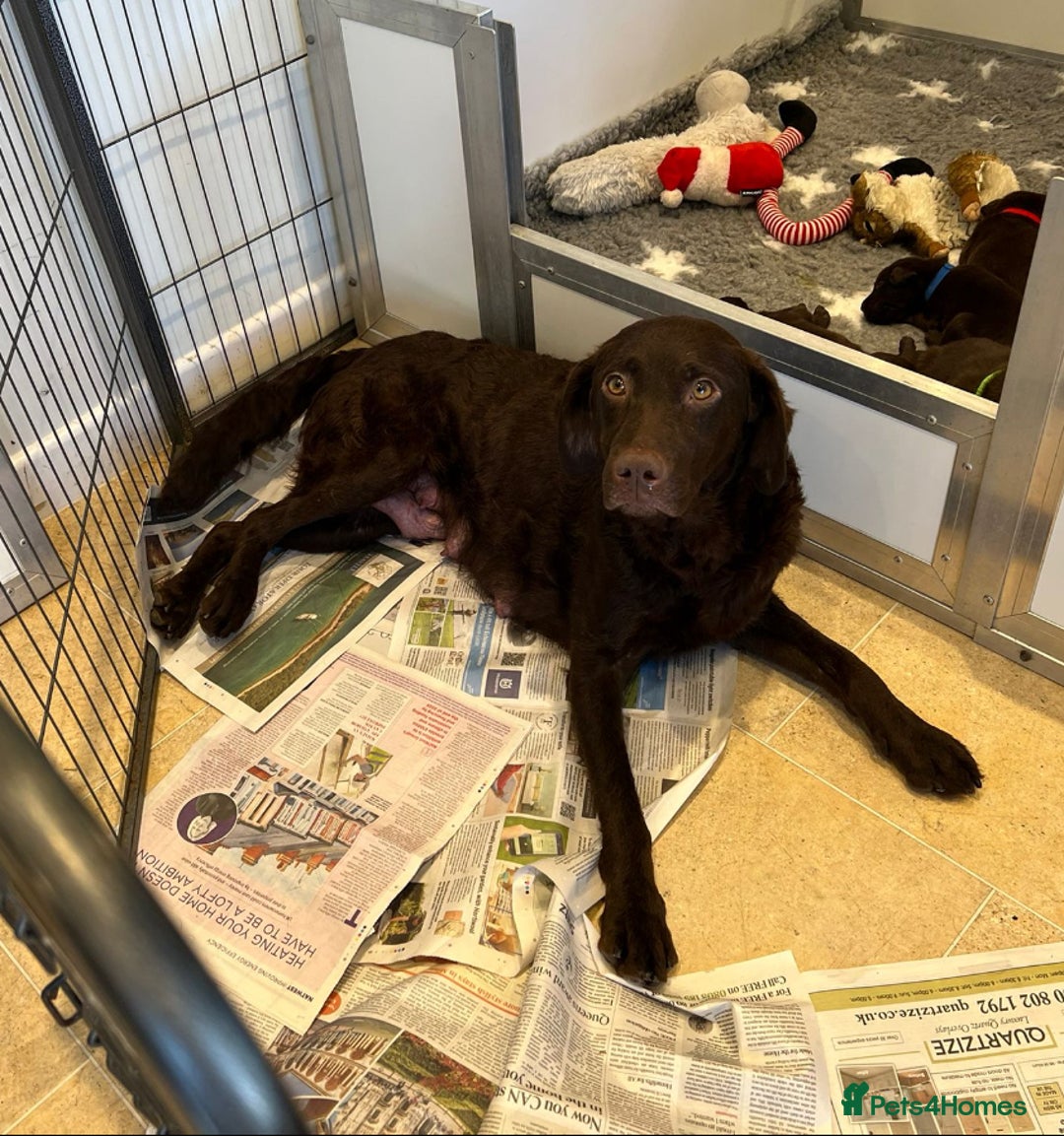 Labrador Retriever dogs for sale: Beautiful Dark Chocolate Labrador Retriever Bitch  - Image 8