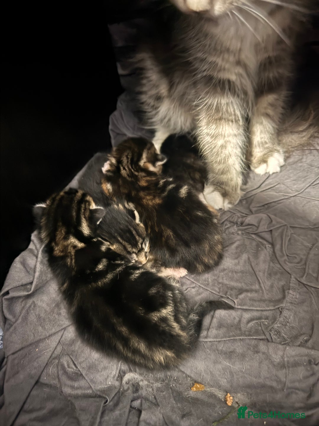 Mixed Breed cats for sale: 4 beautiful mixed breed kittens  - Image 5