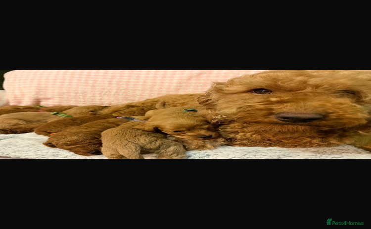 Cavapoo dogs beautiful cavapoo puppies ready to leave soon❤️ - Advert 15