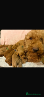 Cavapoo dogs beautiful cavapoo puppies ready to leave soon❤️ - Advert 8