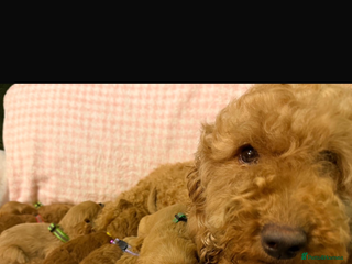 Cavapoo dogs beautiful cavapoo puppies ready to leave soon❤️ - Advert 12