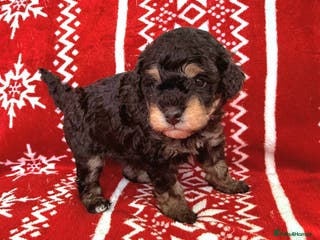 Toy Poodle dogs Beautiful Phantom Toy Poodle's!🧸😍 KC registered - Advert 6