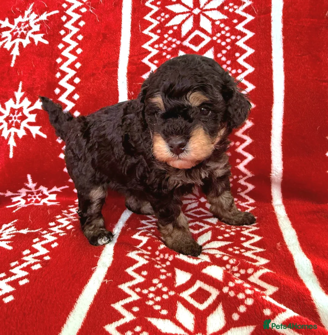 Toy Poodle dogs for sale: Beautiful Phantom Toy Poodle's!🧸😍 KC registered - Advert 1