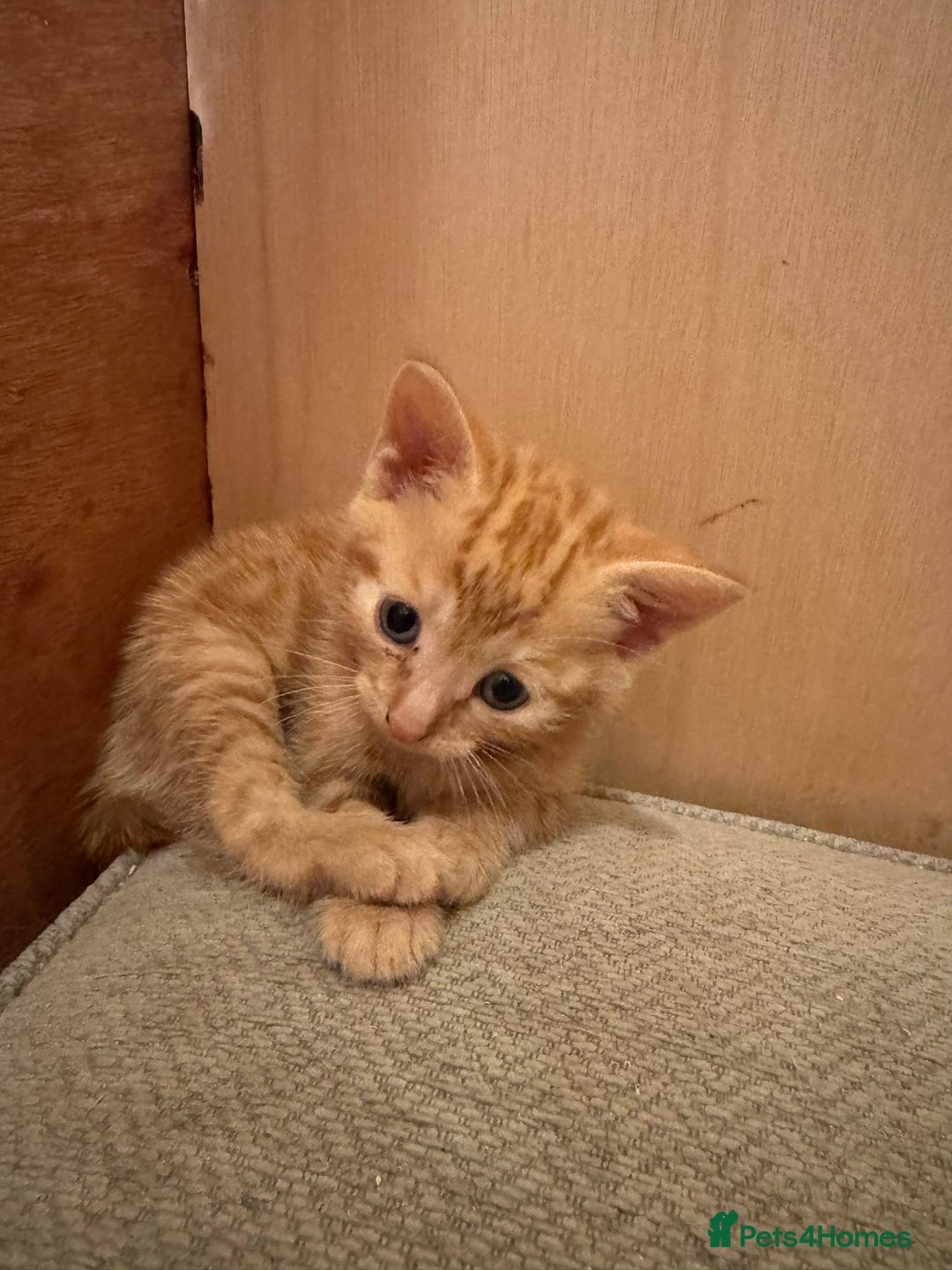 Domestic Shorthair cats for sale: Ginger kittens - Image 6