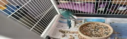 Parakeets birds for sale: 1 pair of kakarikis  - Advert 3