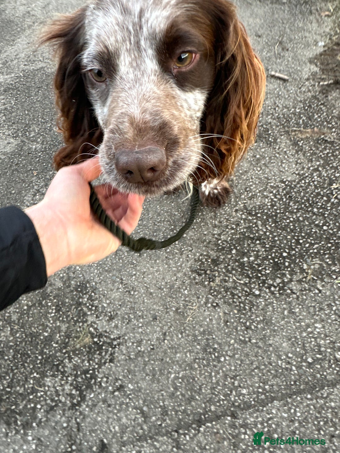 Cocker Spaniel dogs for sale: 1 kc cocker spaniel Bracken available  - Advert 12