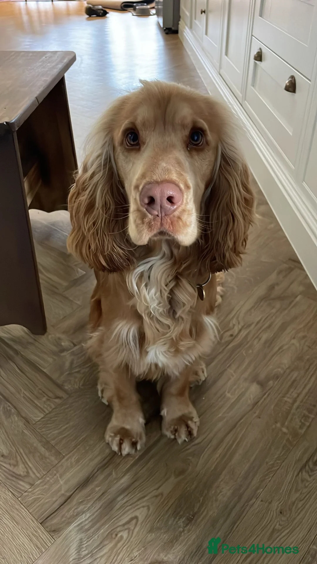 Cocker Spaniel dogs for stud: PROVEN STUD 100% show cocker, KC REG, Clear health in Tonbridge - Advert 6