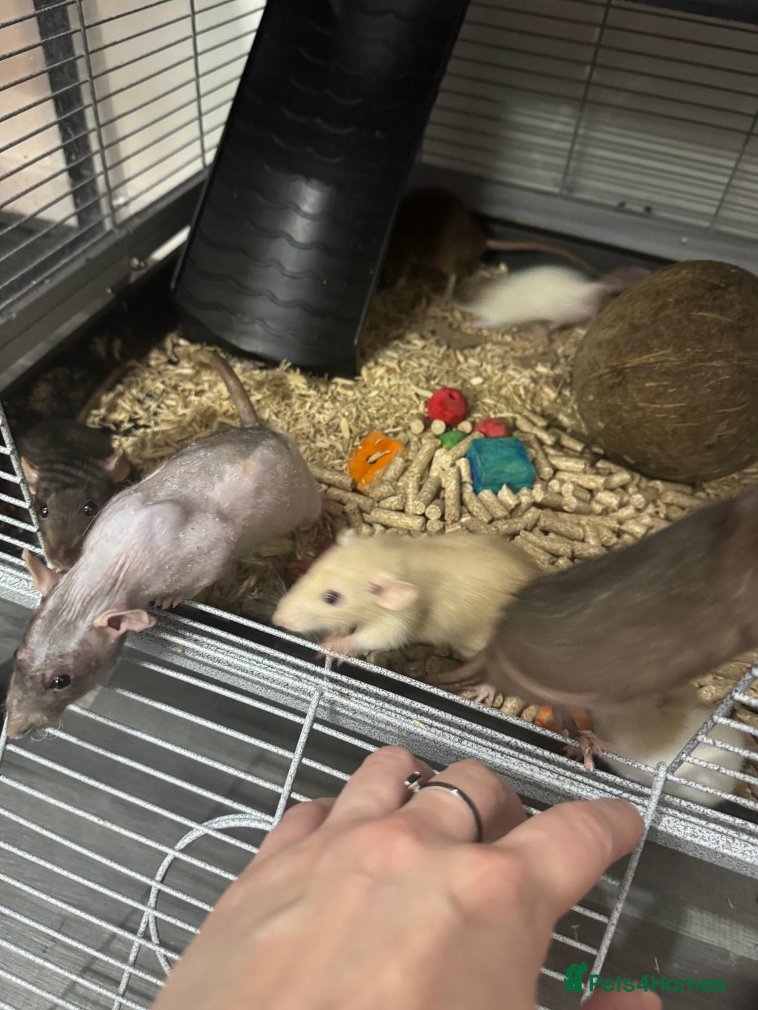 Rat rodents for sale: Baby rats dwarf and nude - Advert 12