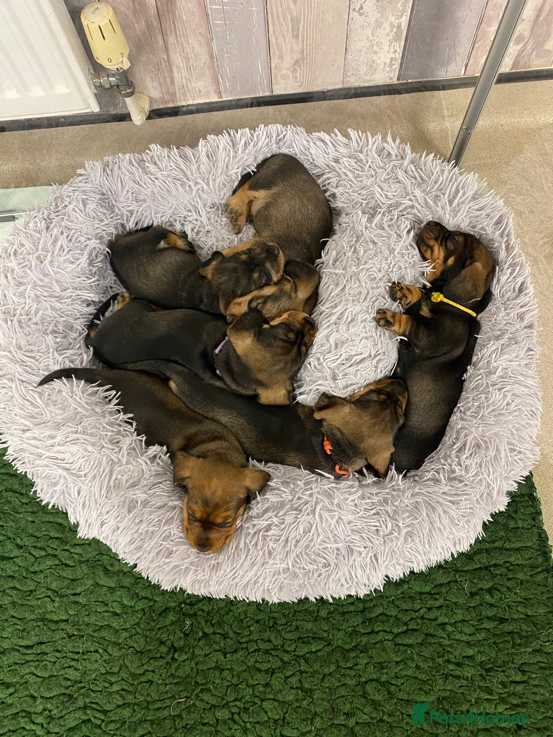 Dachshund dogs for sale: Fabulous Litter of Wirehaired Dachshund/ Teckels - Image 11