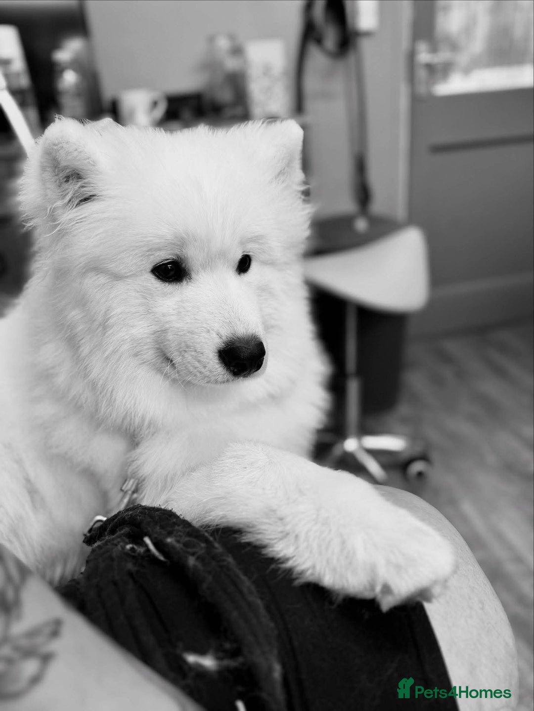 Samoyed dogs for sale: 9 month old Samoyed looking for a new home. - Advert 6