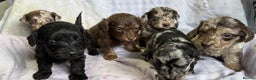 Doxiepoo dogs for sale: GORGEOUS DOXIEPOO PUPPIES  - Advert 3