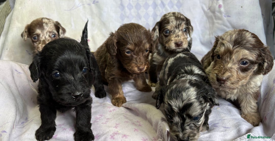 Doxiepoo dogs for sale: GORGEOUS DOXIEPOO PUPPIES  - Advert 3