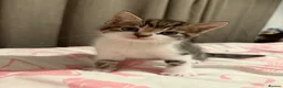 Mixed Breed cats for sale: Four beautiful confident kittens - Advert 4