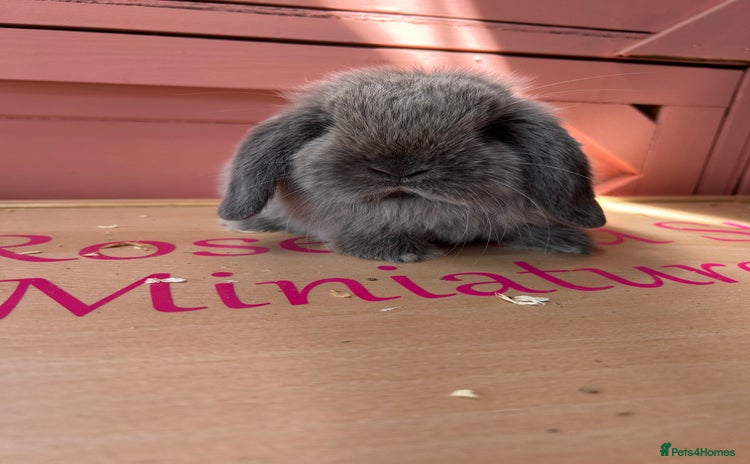 Mini Lop rabbits - Advert 1