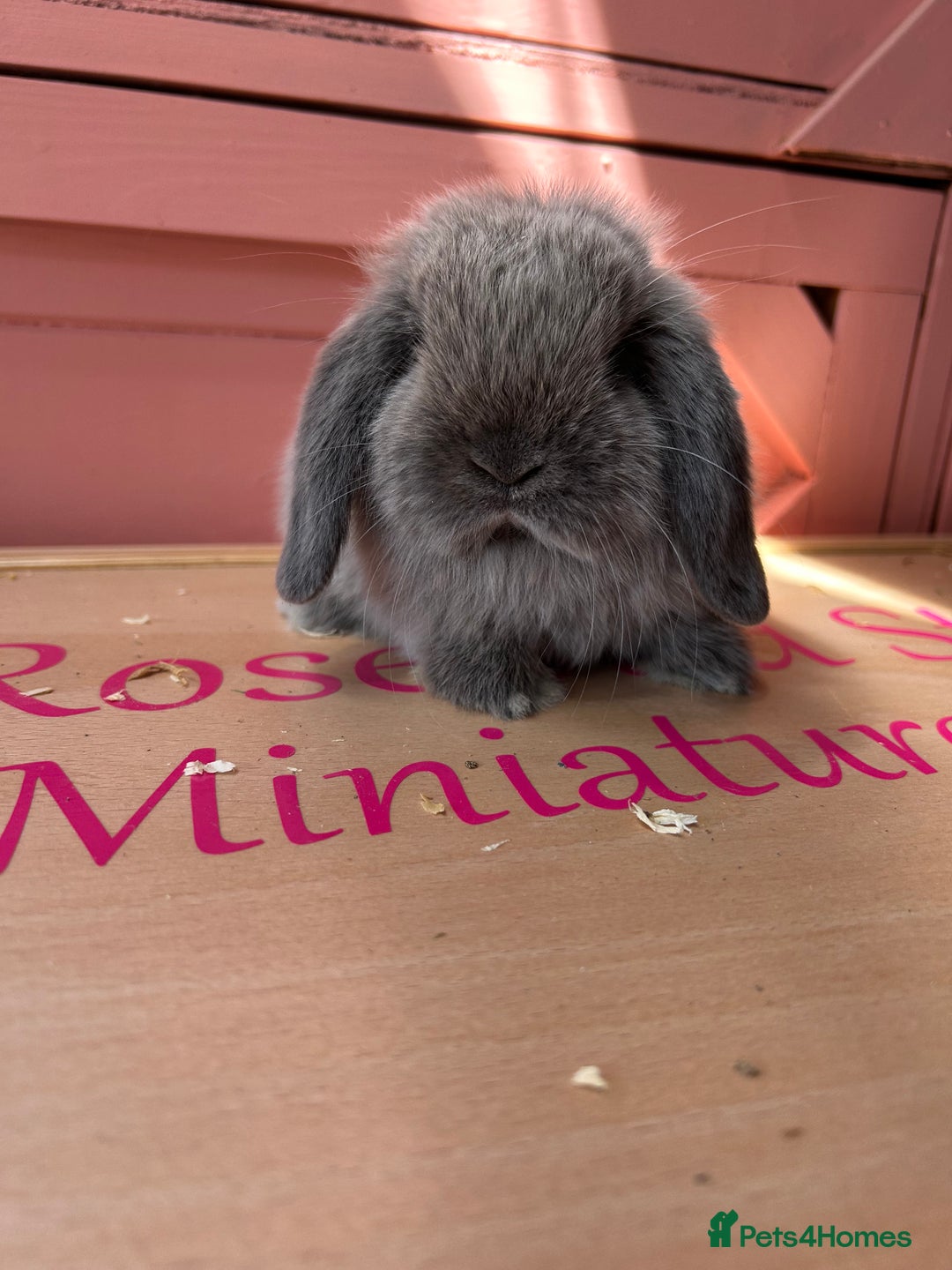 Mini Lop rabbits for sale: Show bloodline Miniature lop baby rabbits  - Image 1
