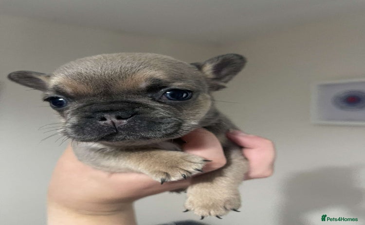 French Bulldog dogs - Advert 3