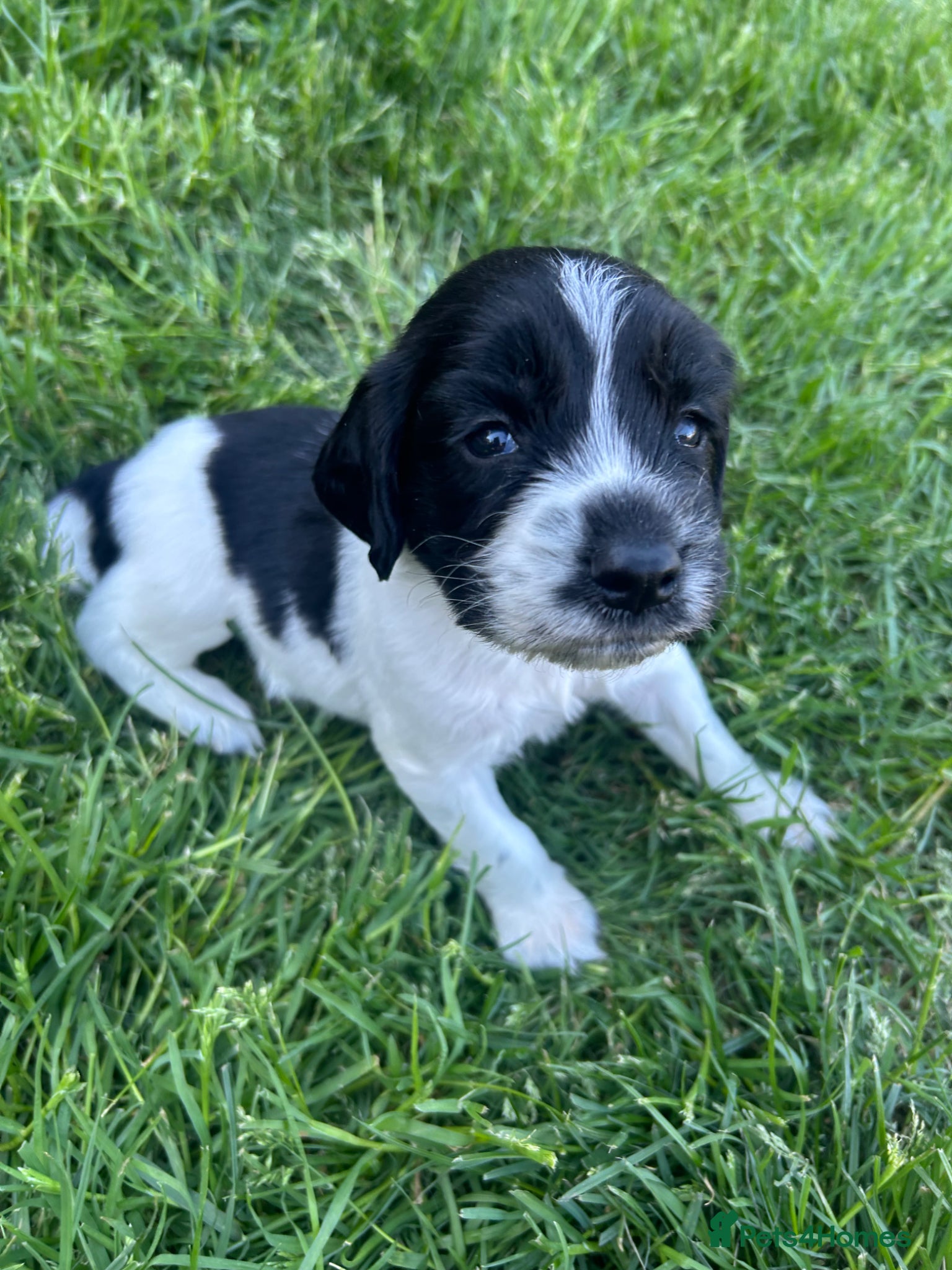 Sprocker dogs Family / Working Sproker Spaniels  - Advert 3