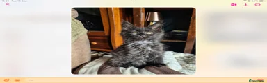 Maine Coon 1