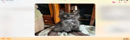 Maine Coon cats for sale: Tica Reg Maine Coons - Advert 4