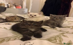 British Shorthair cats for sale: British short hair/persian mother - Image 16